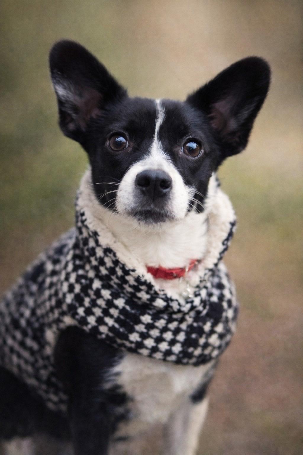Enlarge Mohawk, an adopted mixed breed in Murrieta, CA image 1/6