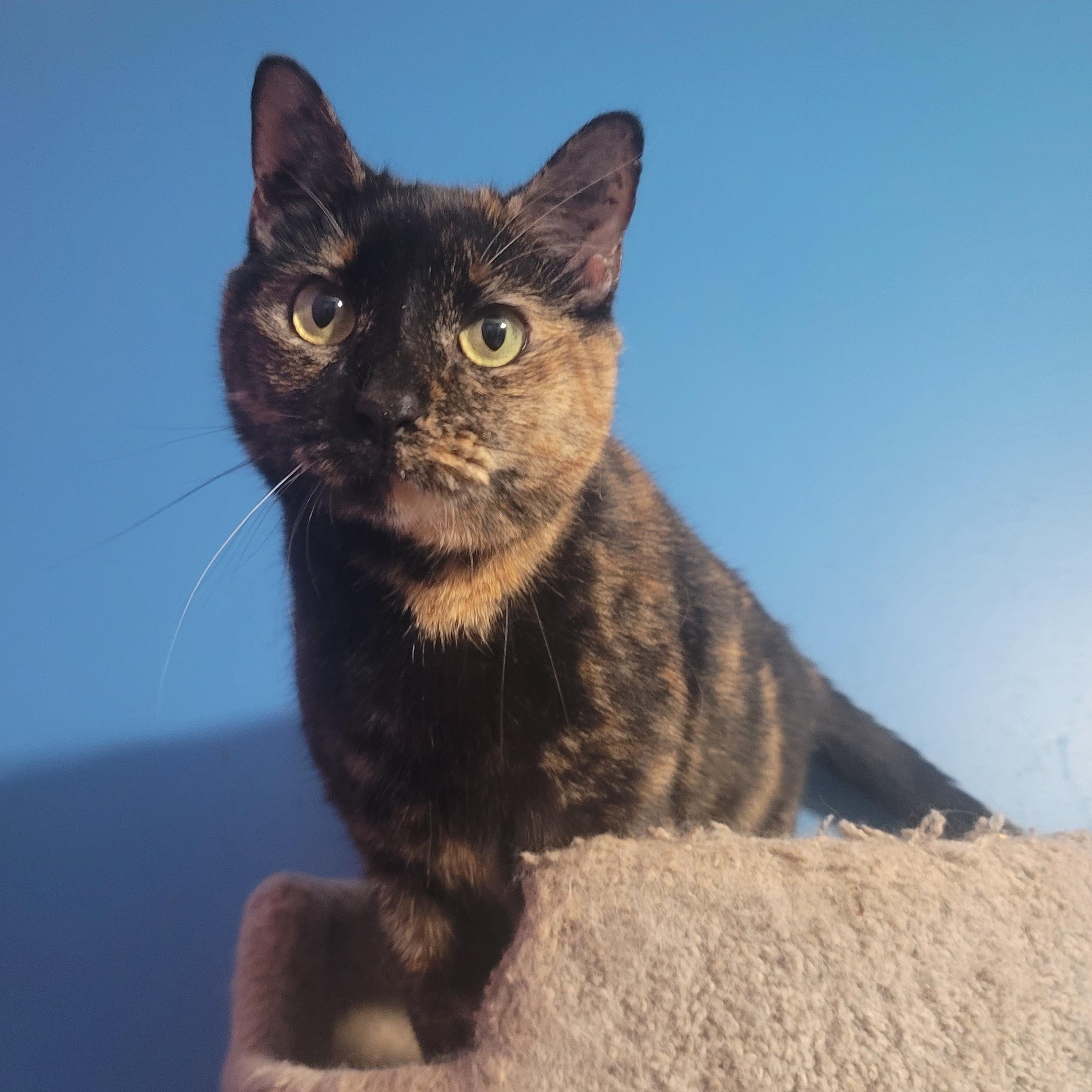 Malificent, a Adoptable mixed breed in Tallahassee, FL image 1/2