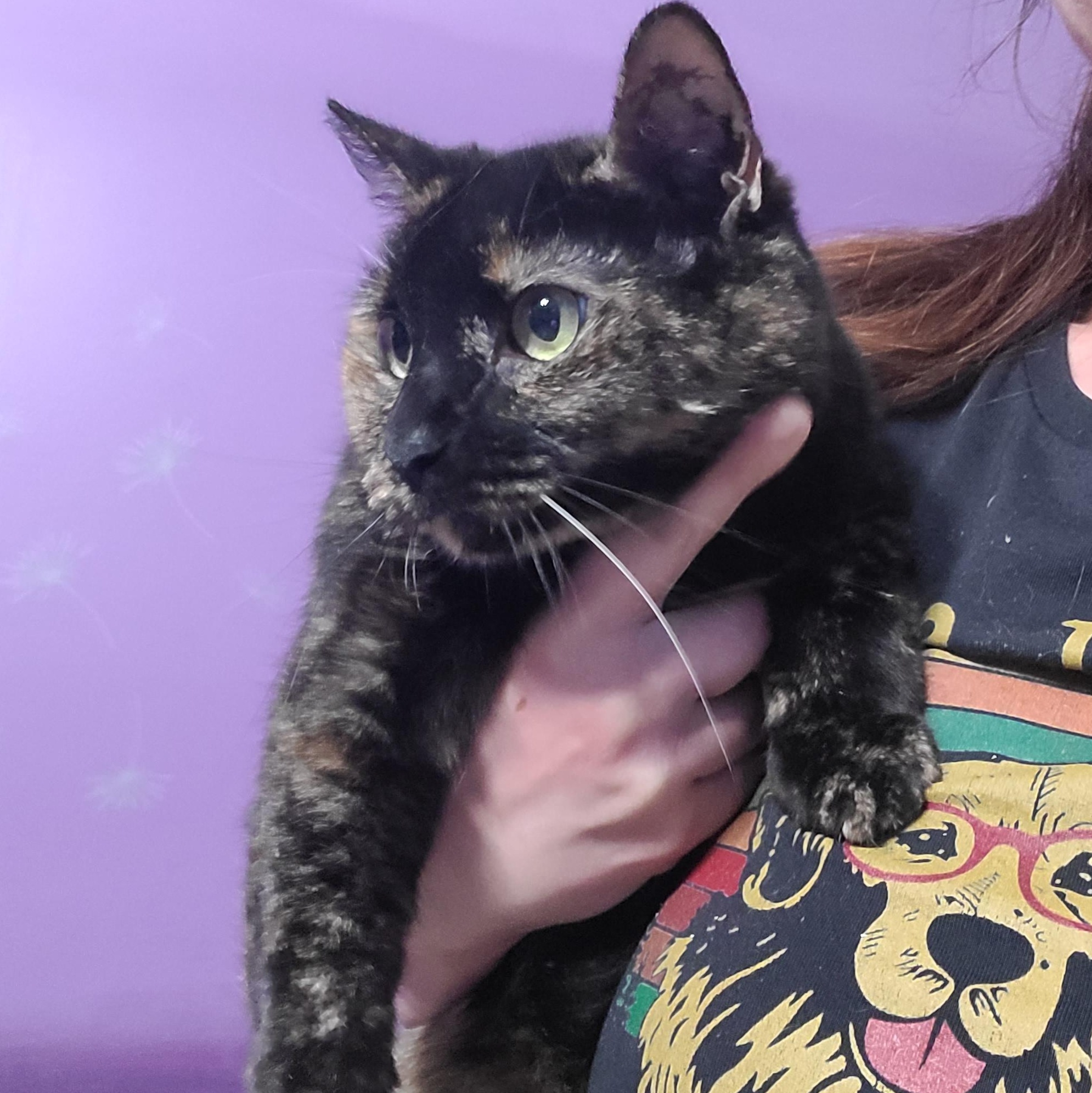 Malificent, a Adoptable mixed breed in Tallahassee, FL image 2/2