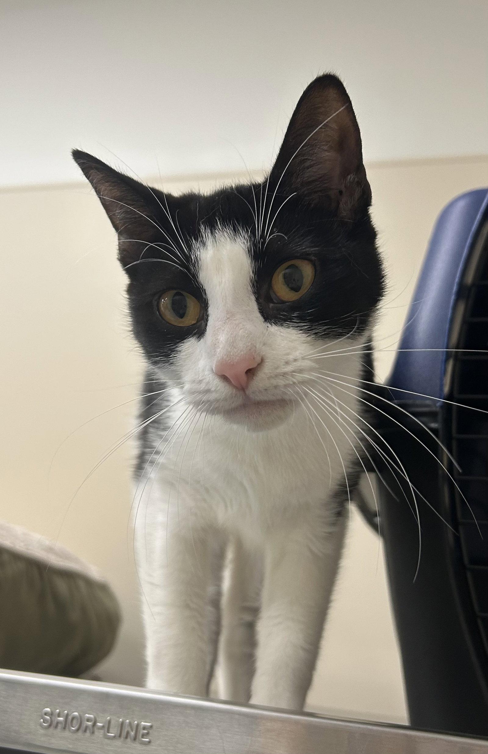Abby, Adopted, Adult Female Domestic Short Hair.