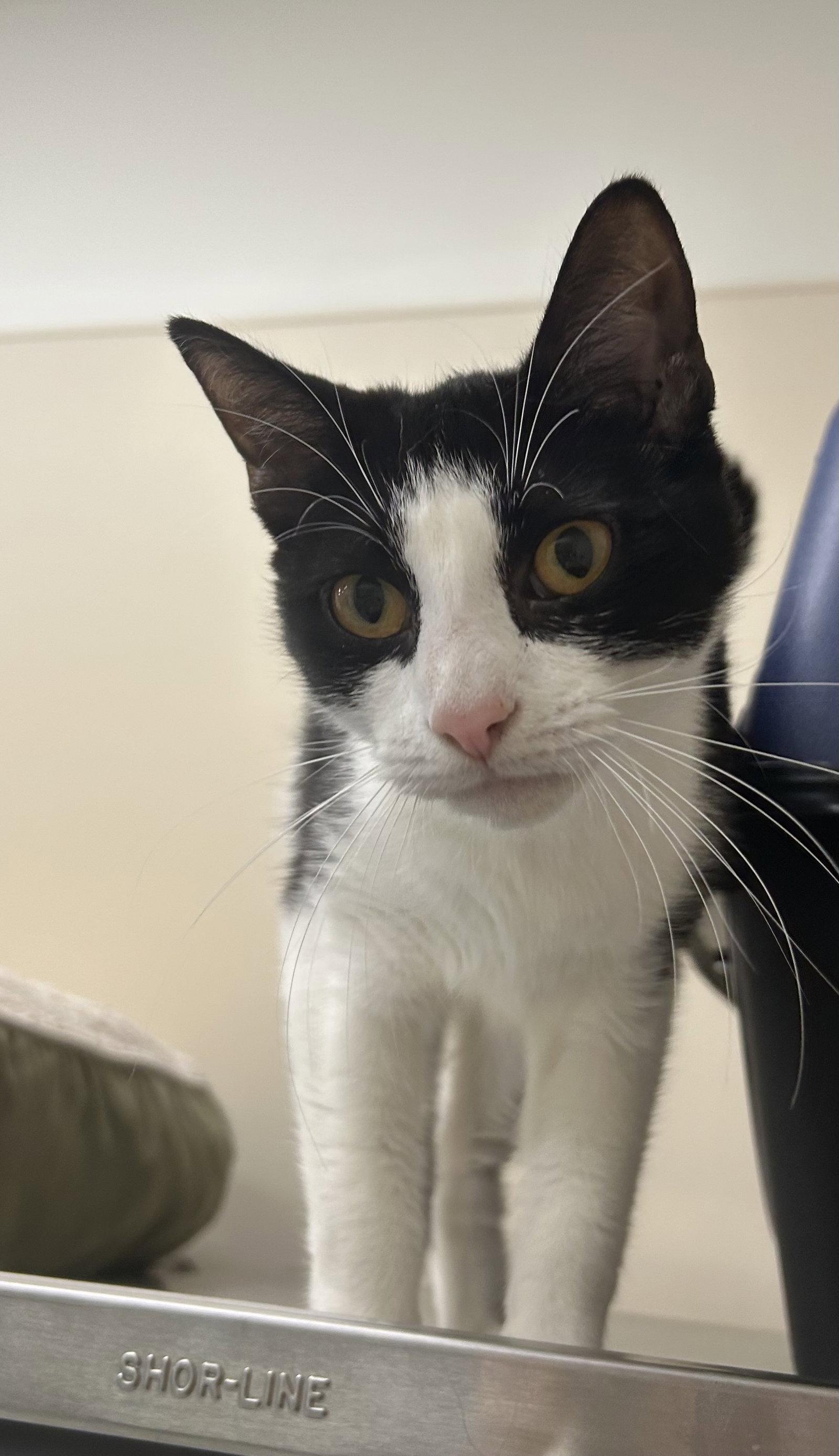 Abby, a Adopted Domestic Short Hair in Arlington, VT image 2/2