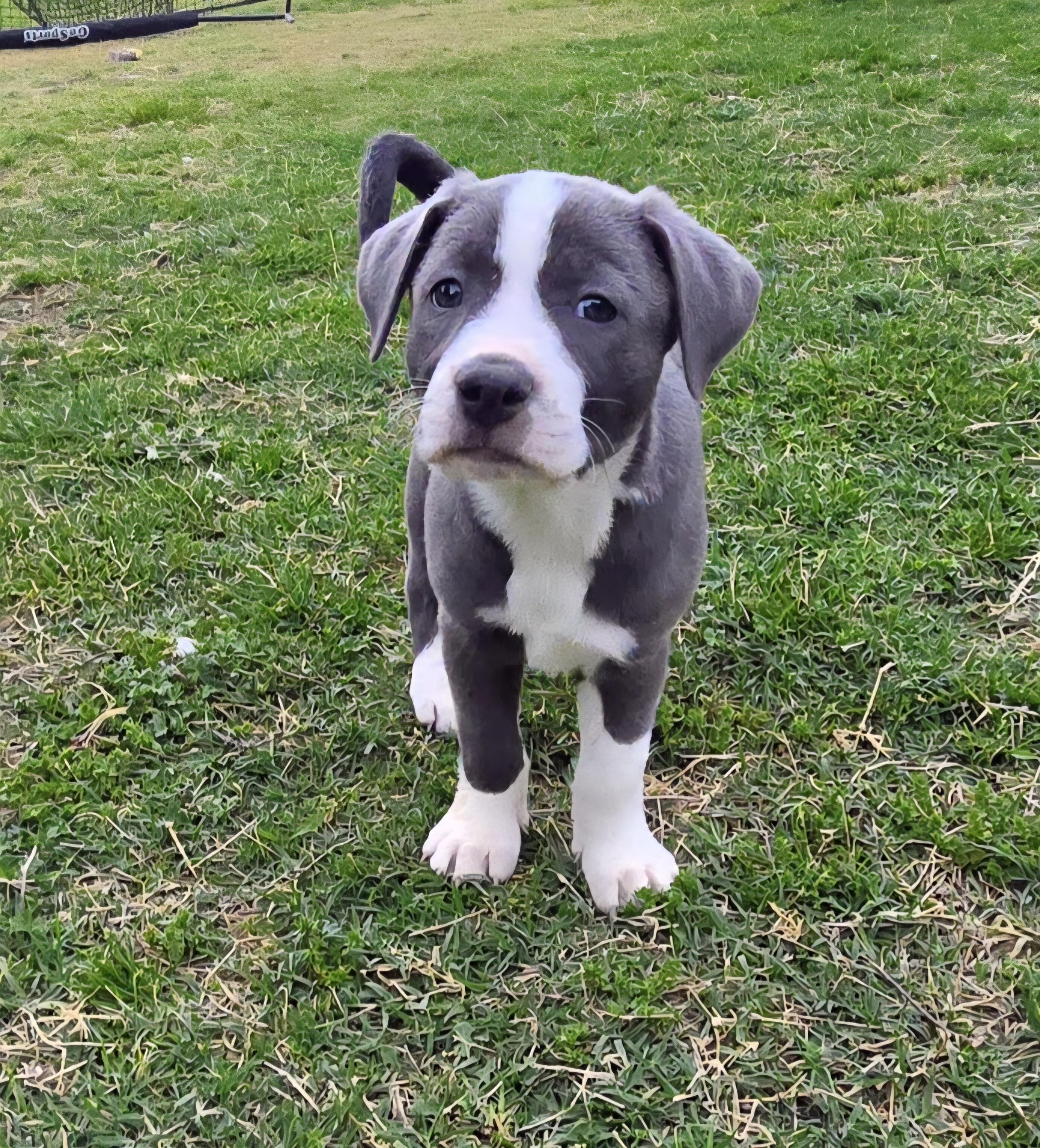 Enlarge Trixie, an adopted mixed breed in Plano, TX image 2/2