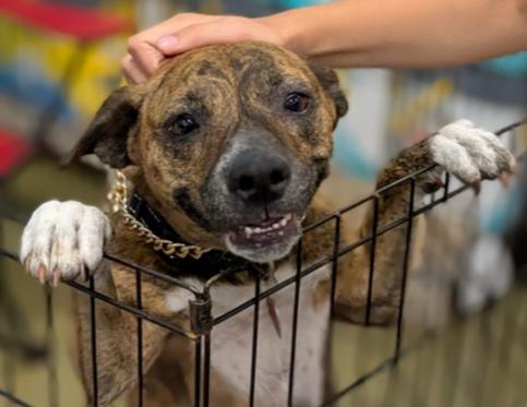 7242 Brenda, Adoptable, Adult Female Labrador Retriever & Mixed Breed.