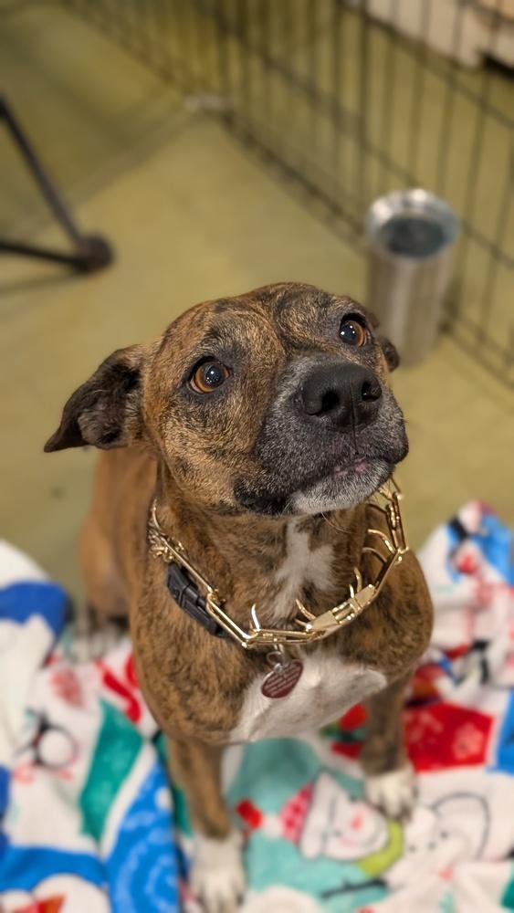 Enlarge 7242 Brenda, a Adoptable mixed breed in Hartwell, GA image 2/6