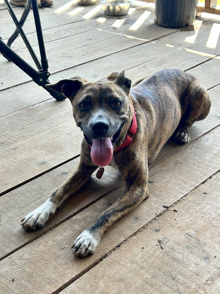 7242 Brenda, a Adopted mixed breed in Hartwell, GA image 2/5