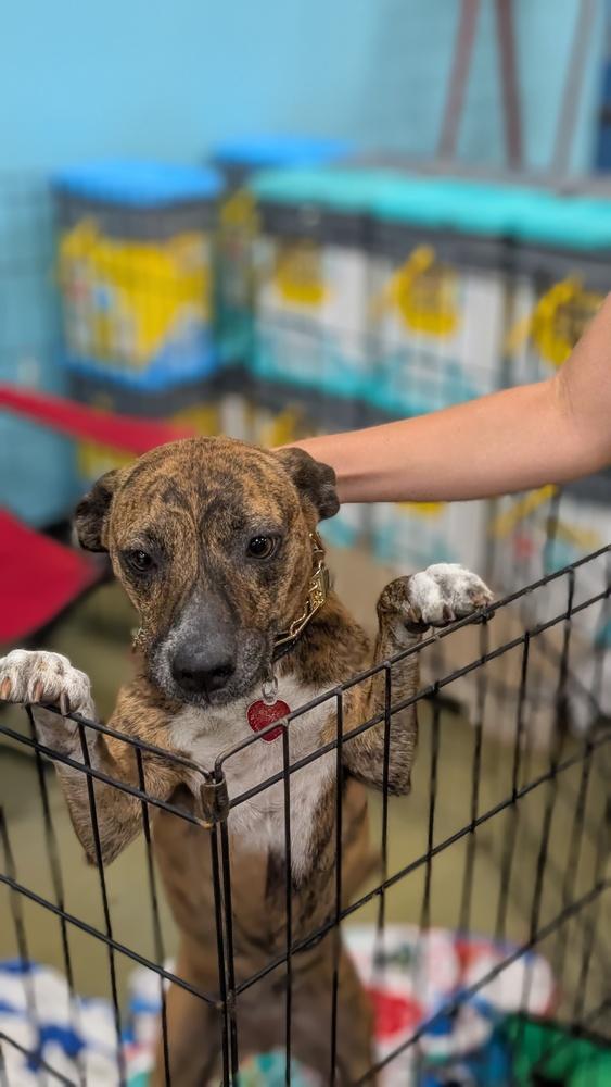 Enlarge 7242 Brenda, a Adoptable mixed breed in Hartwell, GA image 3/6