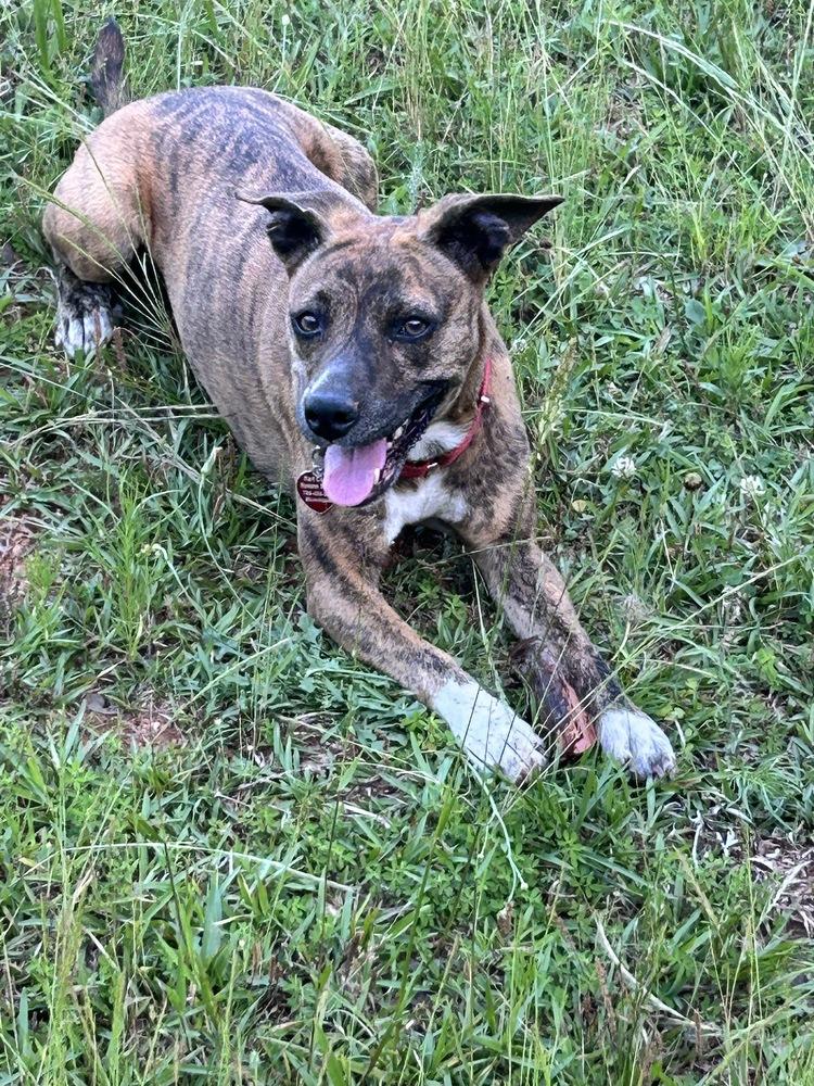 7242 Brenda, a Adopted mixed breed in Hartwell, GA image 3/5