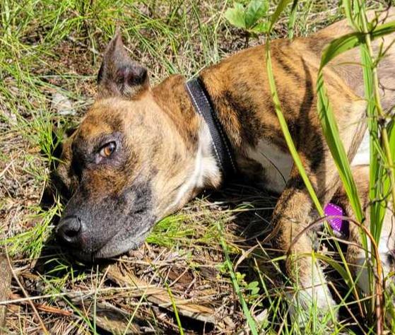 Enlarge 7242 Brenda, a Adoptable mixed breed in Hartwell, GA image 4/6