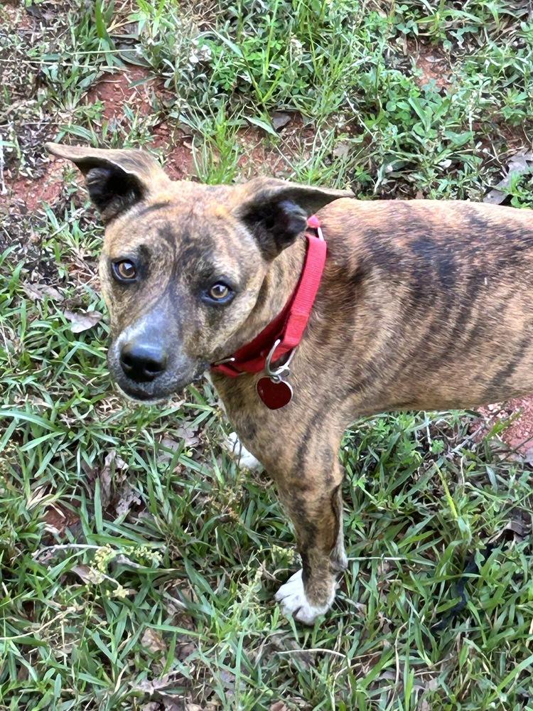 Enlarge 7242 Brenda, a Adoptable mixed breed in Hartwell, GA image 5/6