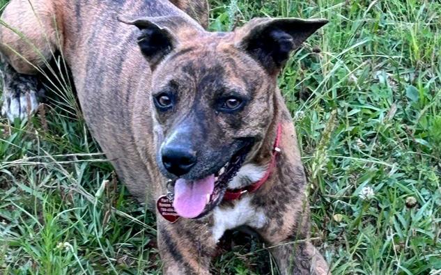 Enlarge 7242 Brenda, a Adoptable mixed breed in Hartwell, GA image 6/6