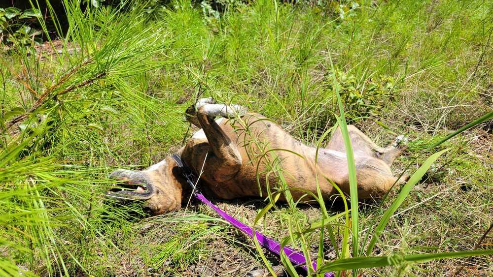 7242 Brenda, a Adopted mixed breed in Hartwell, GA image 5/5