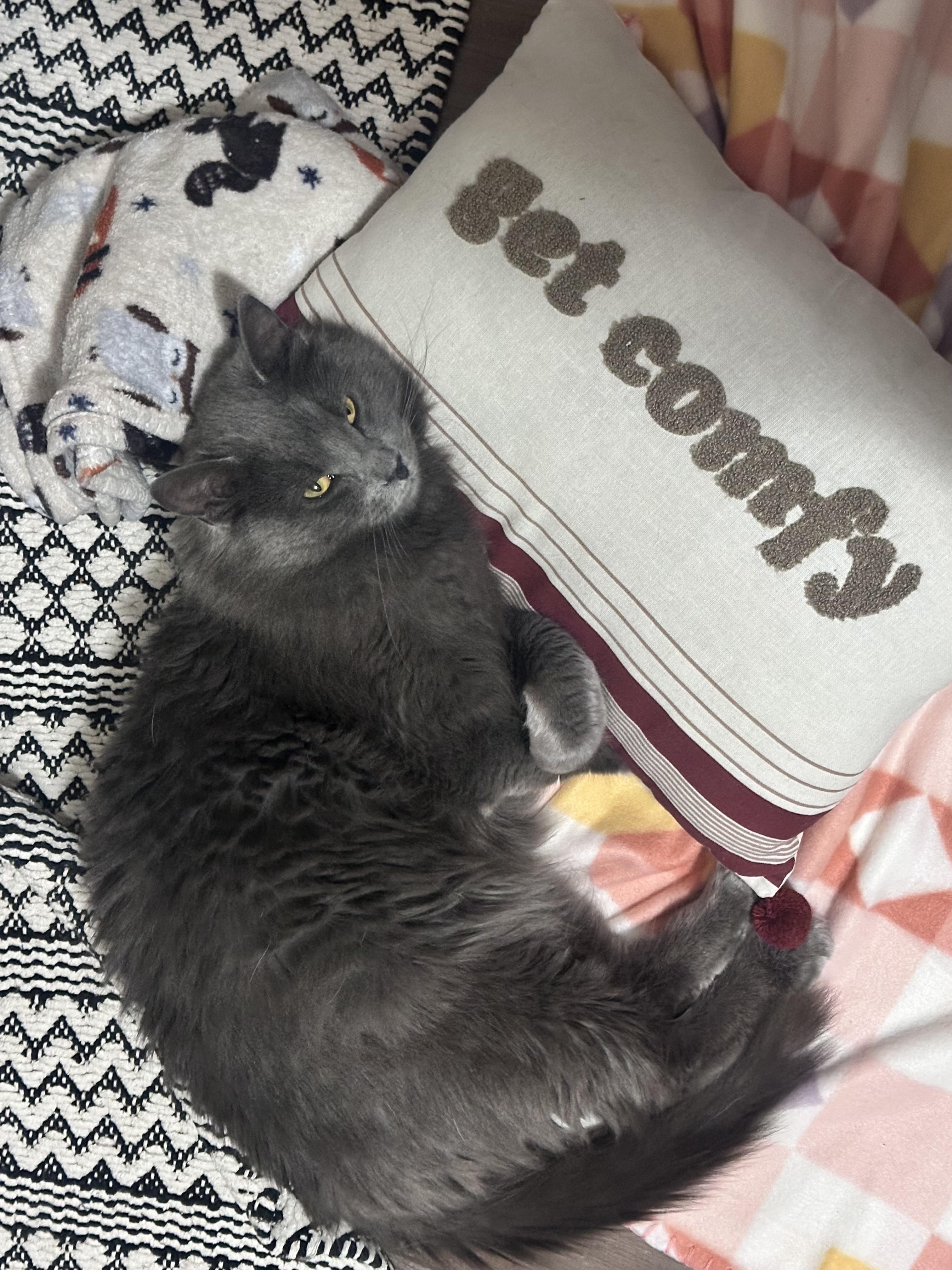 Dewey decimal, ADOPTABLE, Young Male Russian Blue & Chartreux.