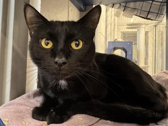 Enlarge MISTY, a Adoptable Domestic Short Hair in Saint Louis, MO image 1/1