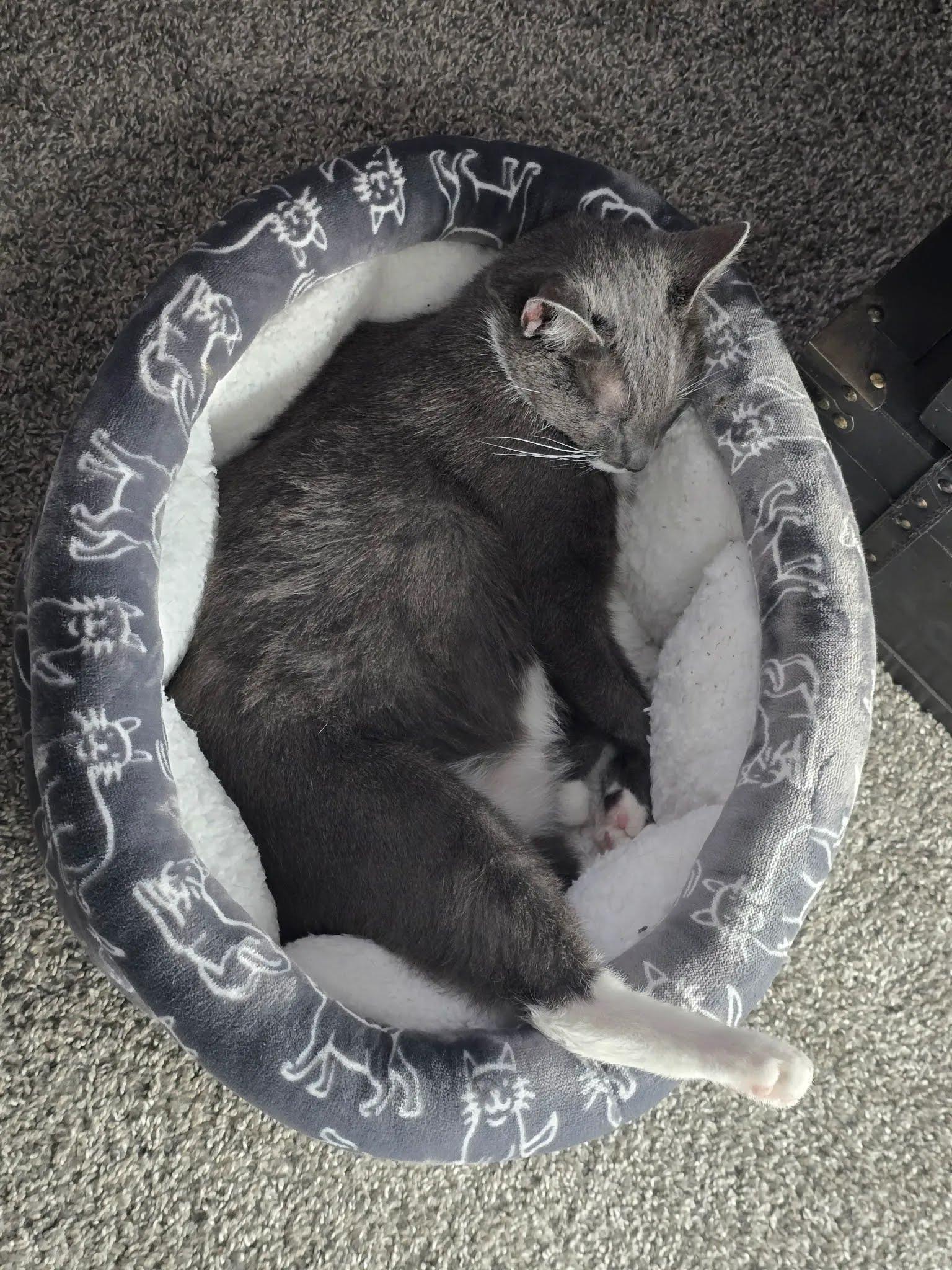 Delilah, Adoptable, Adult Female Domestic Short Hair.