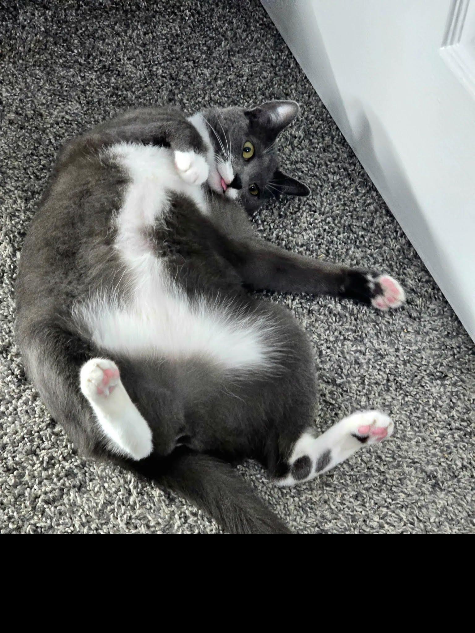 Enlarge Delilah, a Adoptable Domestic Short Hair in Dayton, OH image 2/5