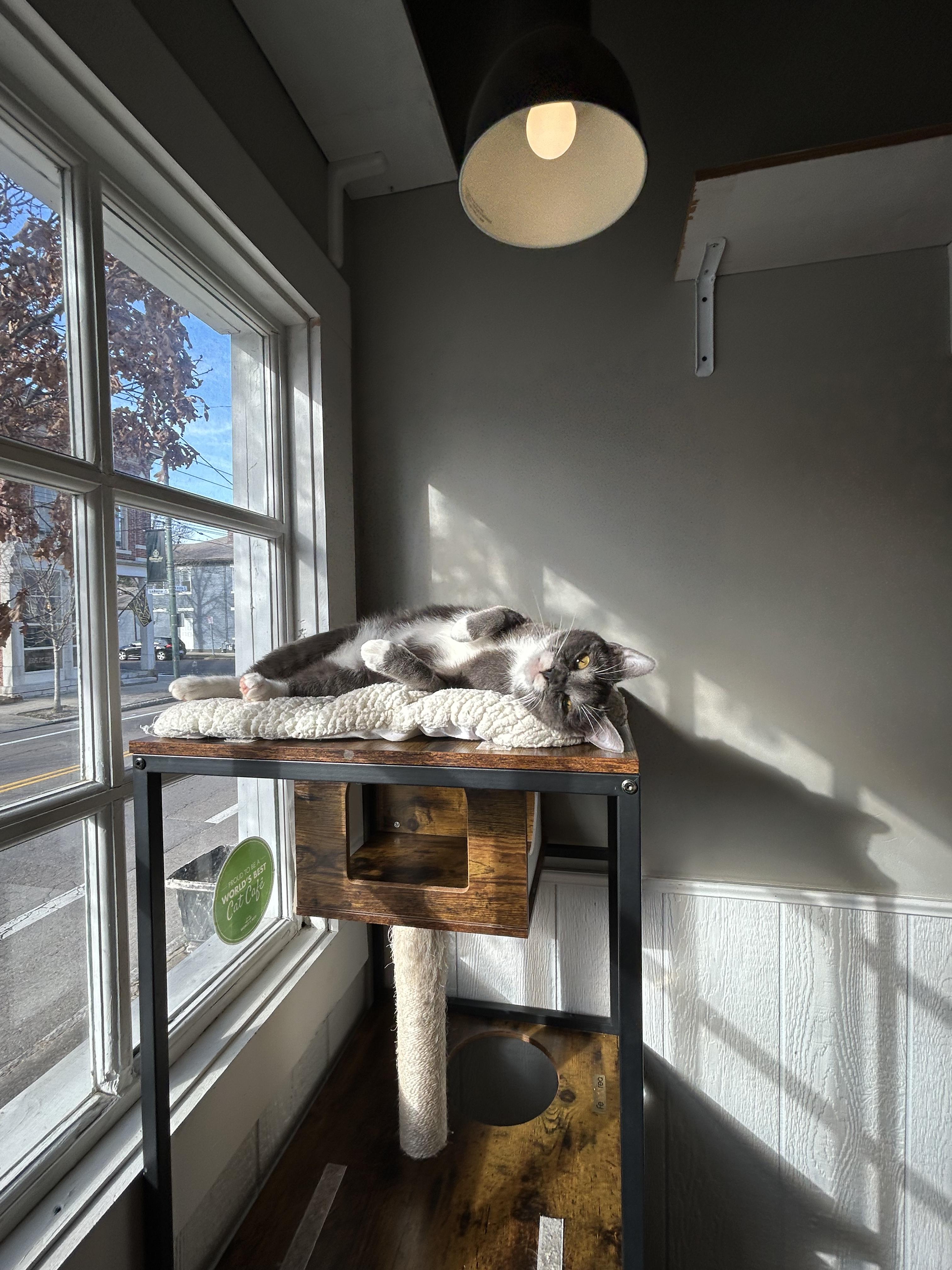 Enlarge Delilah, a Adoptable Domestic Short Hair in Dayton, OH image 1/4