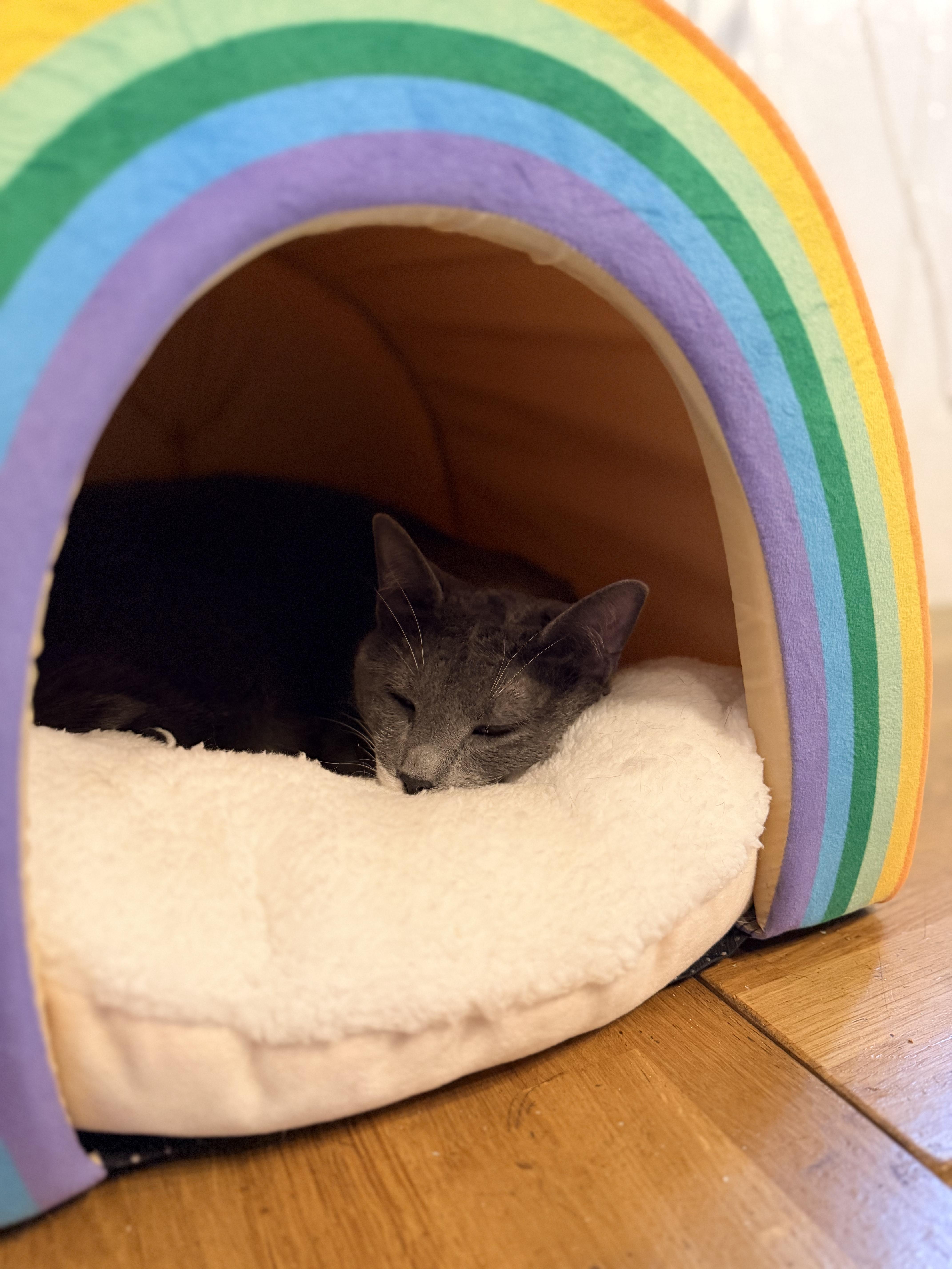 Enlarge Delilah, a Adoptable Domestic Short Hair in Dayton, OH image 2/4