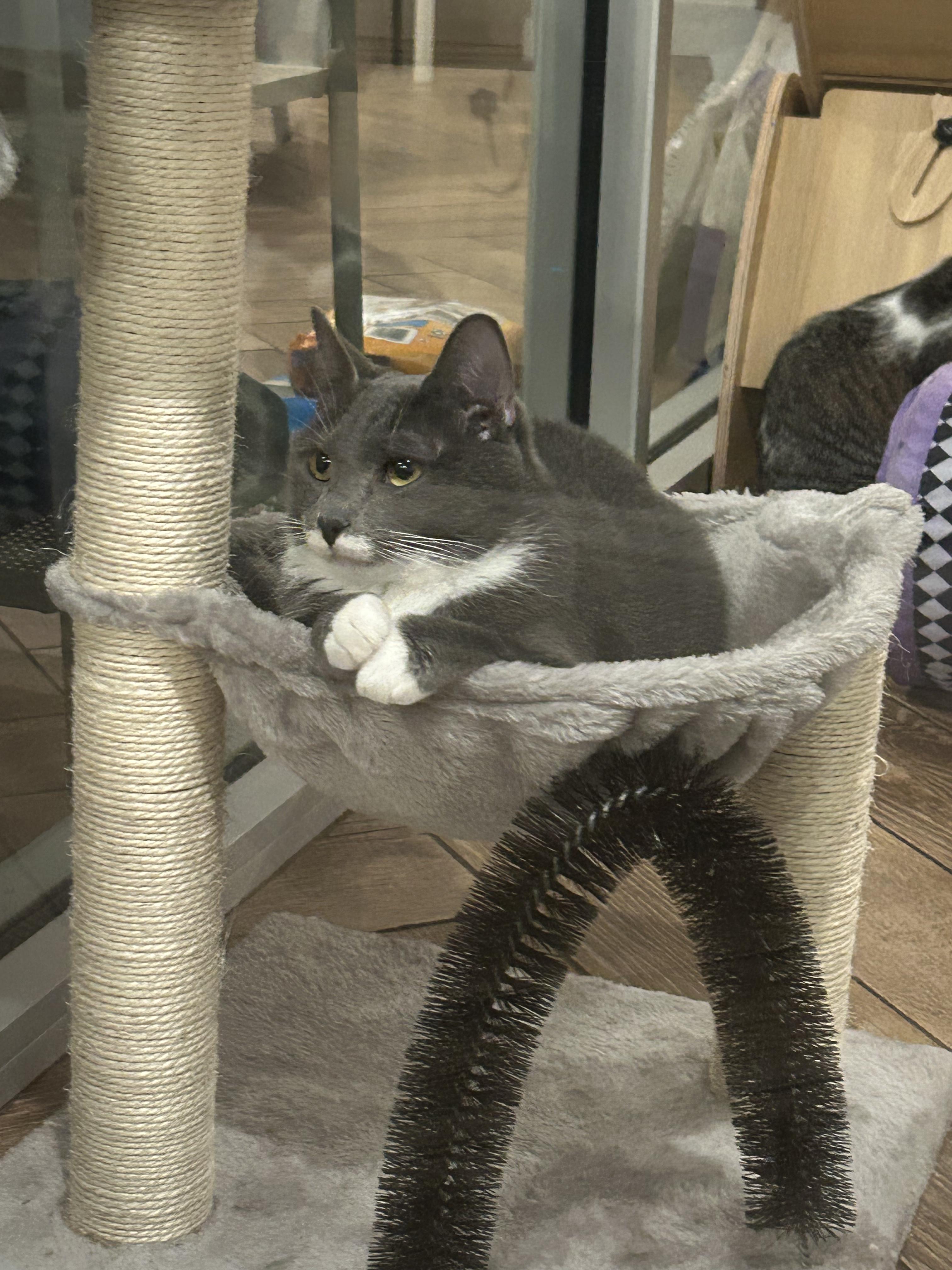 Enlarge Delilah, a Adoptable Domestic Short Hair in Dayton, OH image 2/4