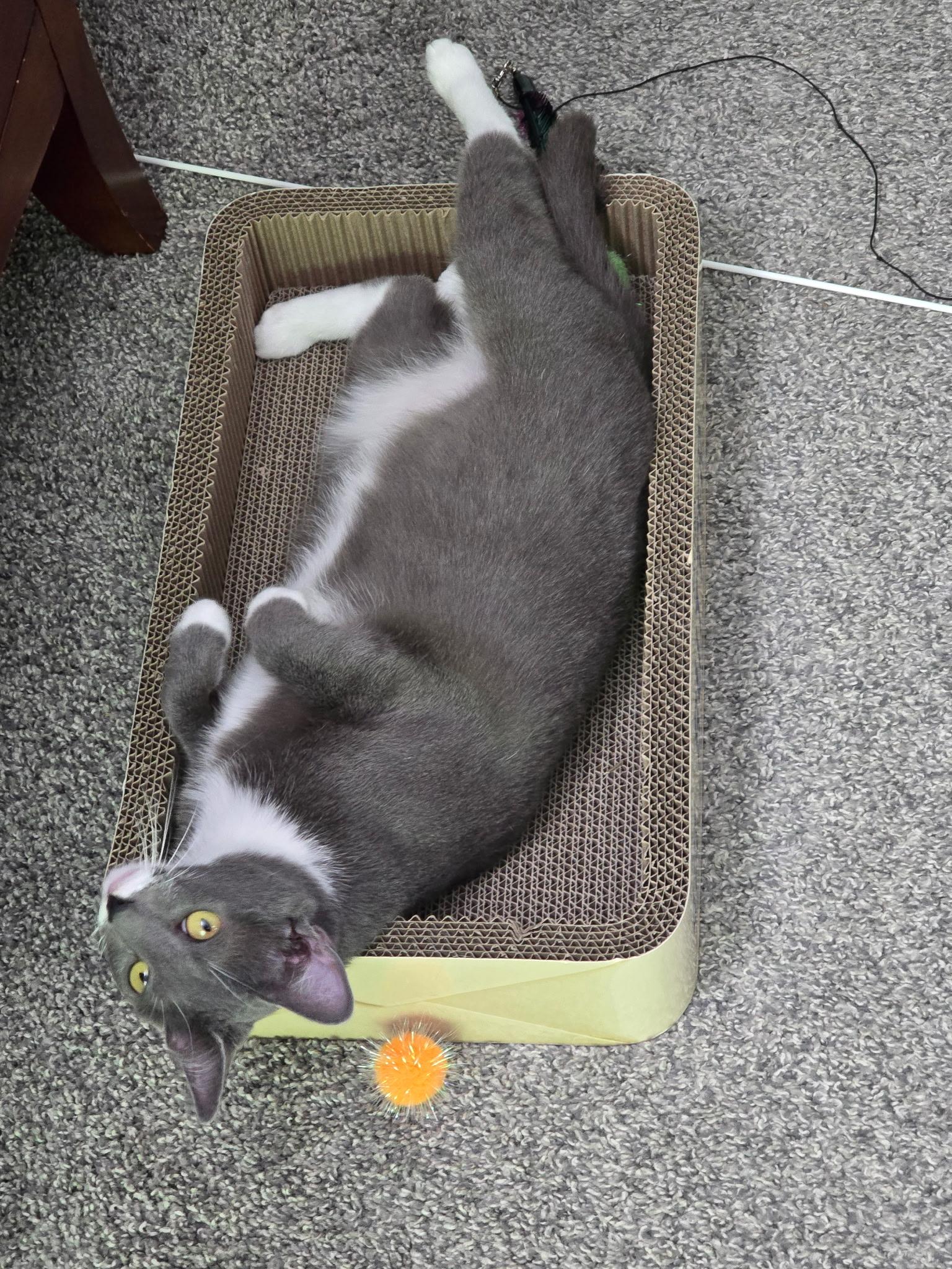 Enlarge Delilah, a Adoptable Domestic Short Hair in Dayton, OH image 4/5