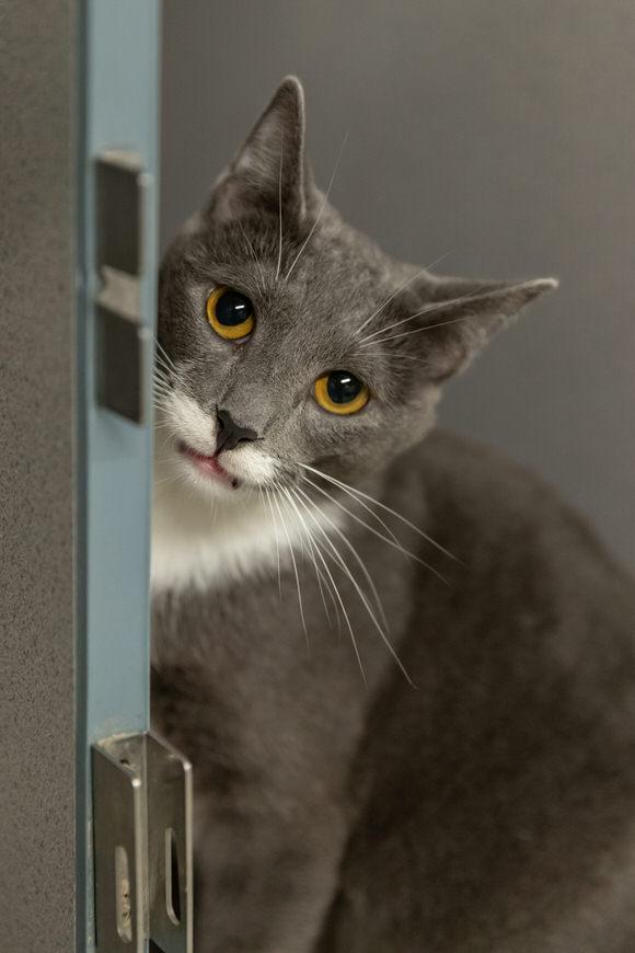 Enlarge Delilah, a Adoptable Domestic Short Hair in Dayton, OH image 4/4