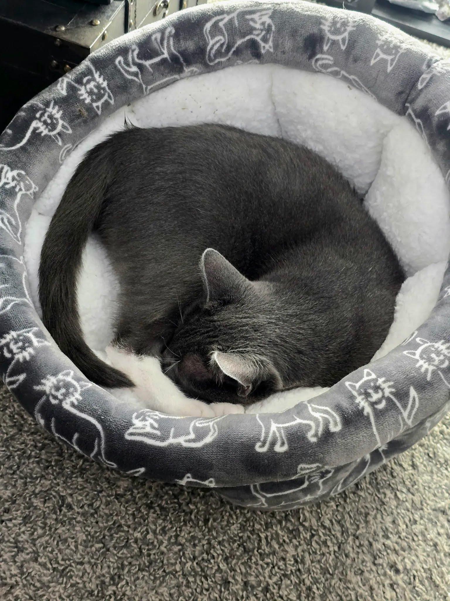 Enlarge Delilah, a Adoptable Domestic Short Hair in Dayton, OH image 5/5
