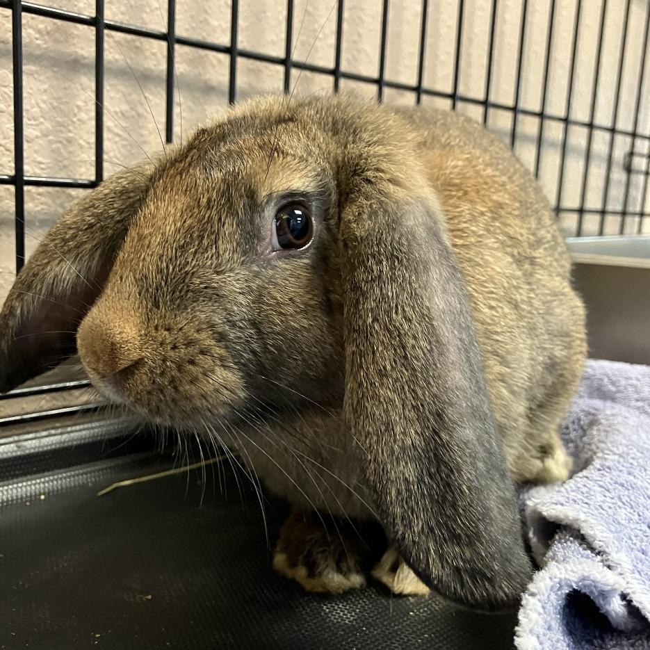 Enlarge Sunflower, a Adoptable New Zealand in Idaho Falls, ID image 1/6