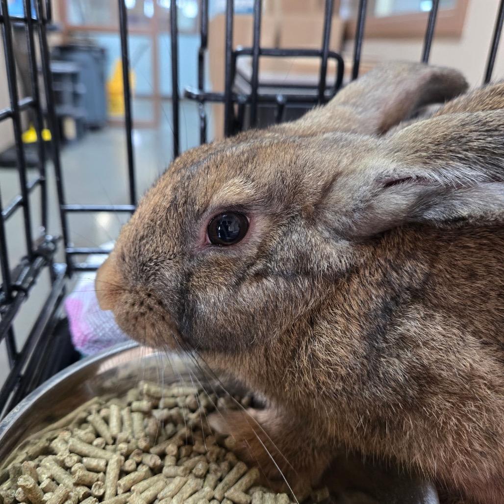 Enlarge Sunflower, a Adoptable New Zealand in Idaho Falls, ID image 2/6