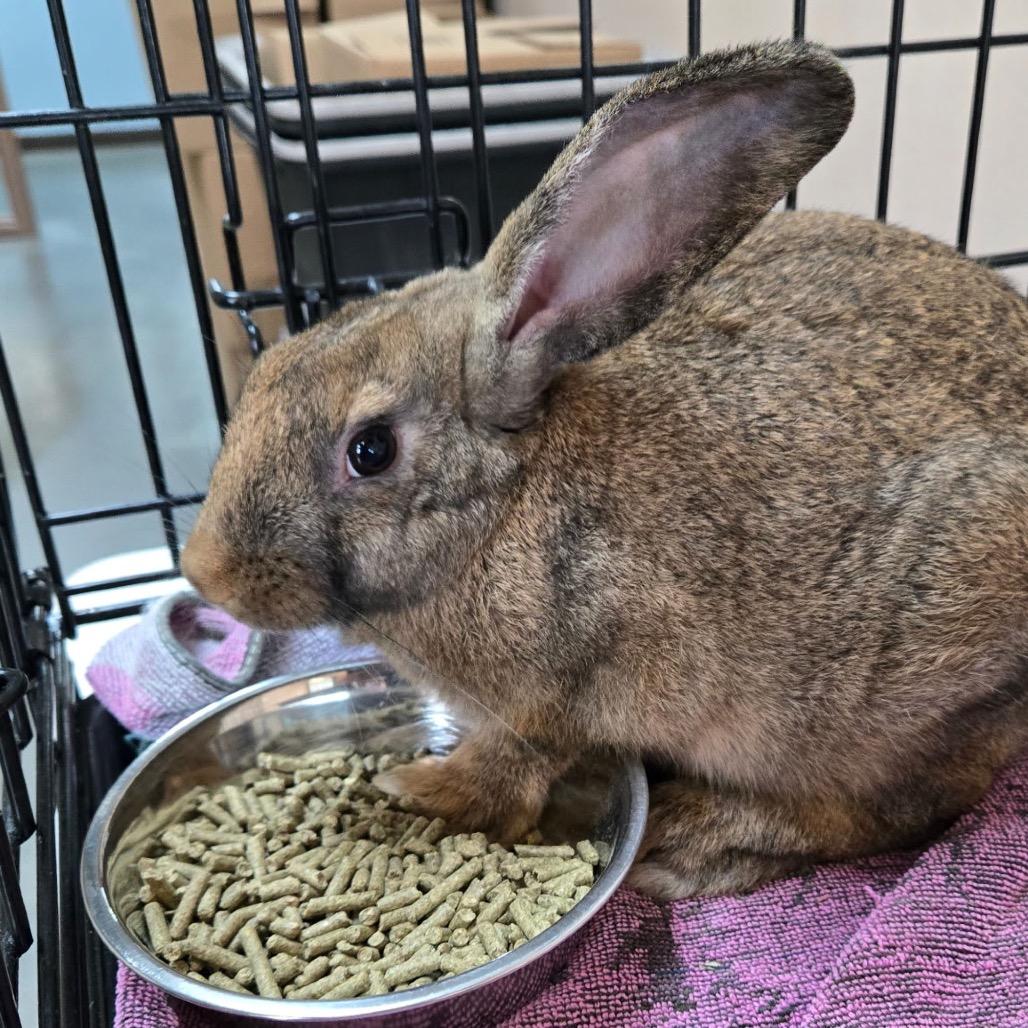 Enlarge Sunflower, a Adoptable New Zealand in Idaho Falls, ID image 3/6