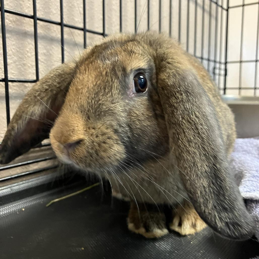 Enlarge Sunflower, a Adoptable New Zealand in Idaho Falls, ID image 4/6