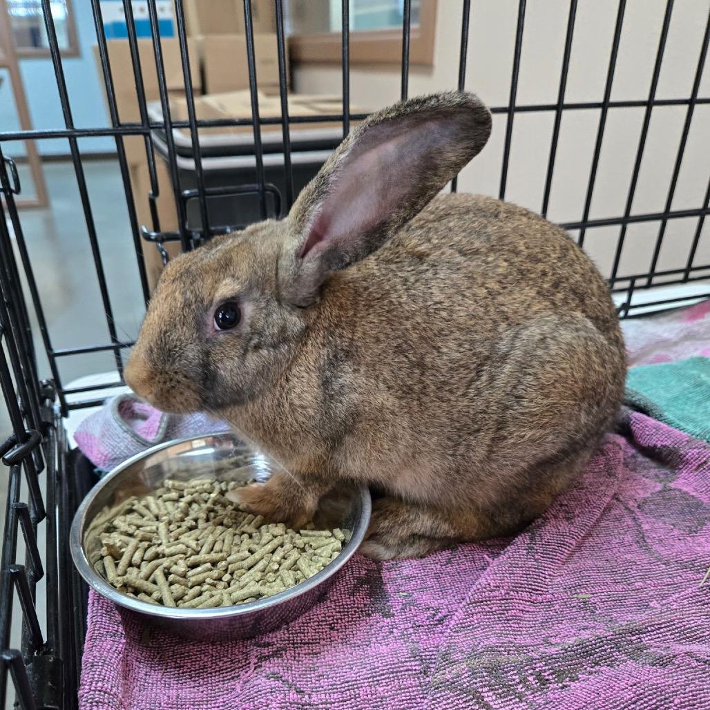 Enlarge Sunflower, a Adoptable New Zealand in Idaho Falls, ID image 5/6