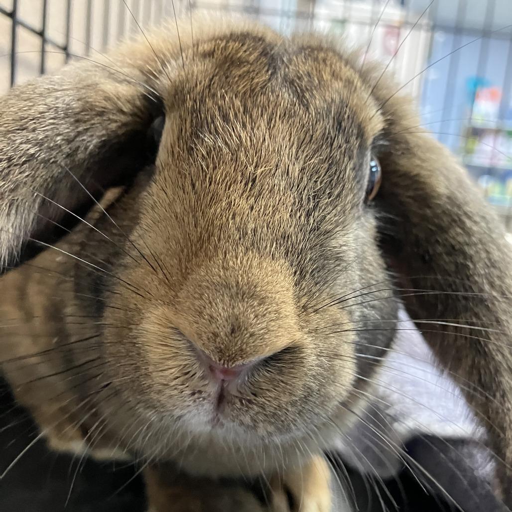 Enlarge Sunflower, a Adoptable New Zealand in Idaho Falls, ID image 6/6