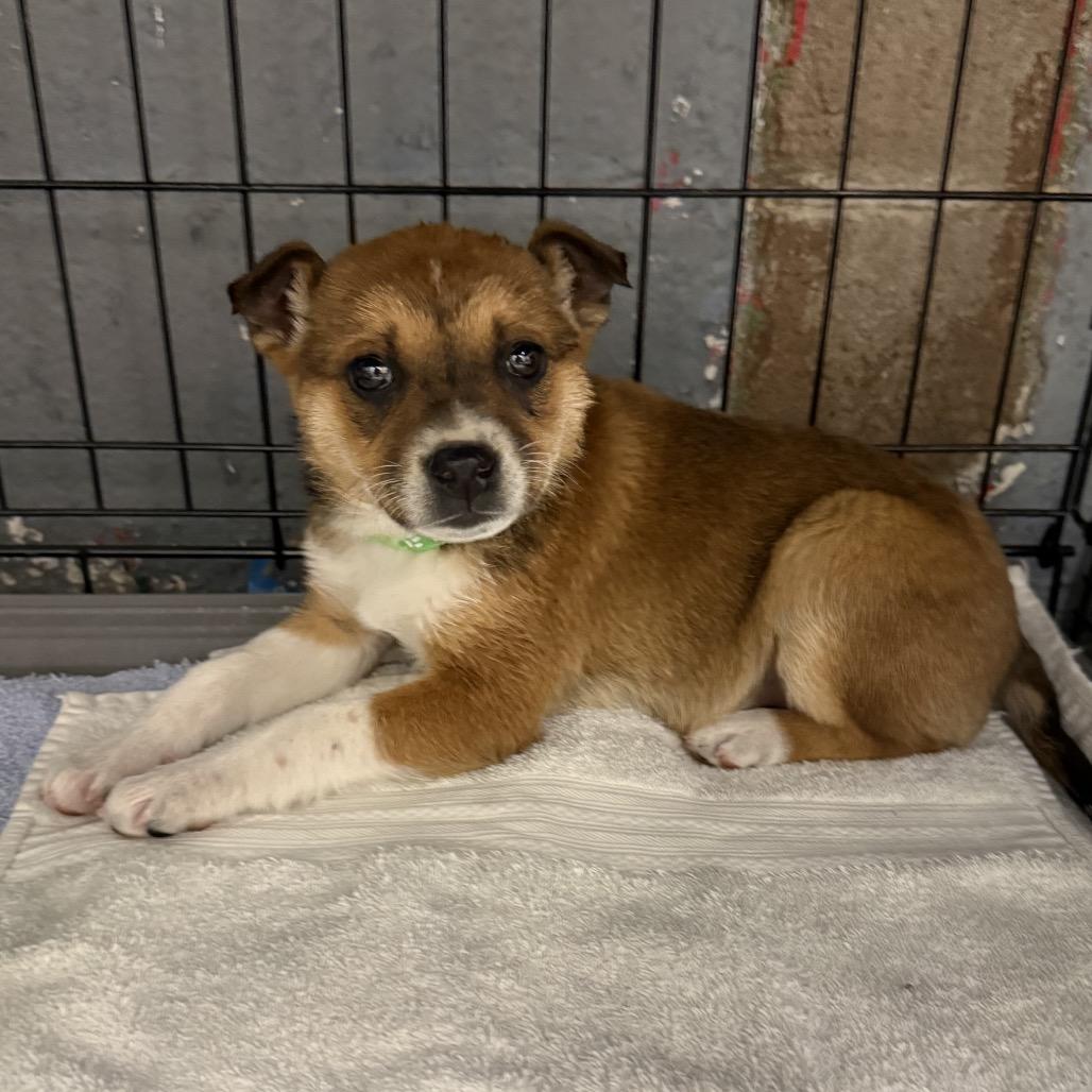 Enlarge Bailey, a Adoptable mixed breed in Homewood, IL image 1/1