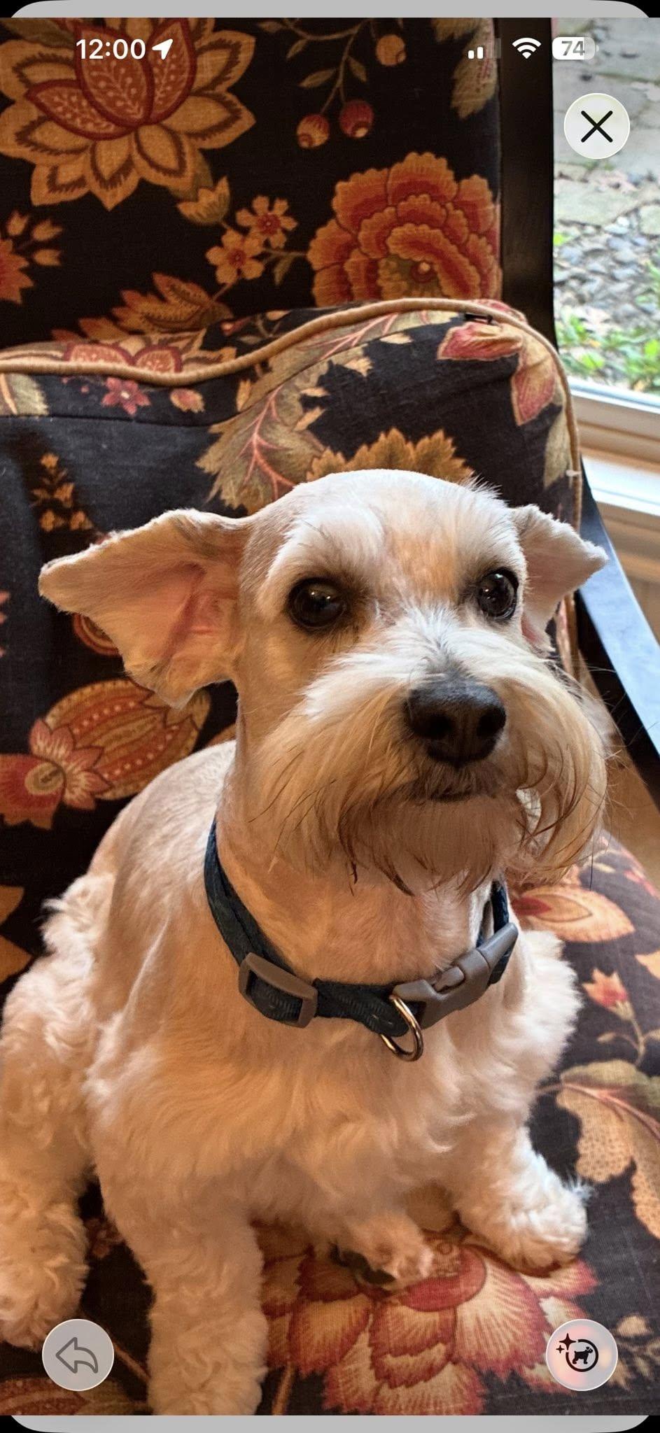 Wally, Adoptable, Adult Male Schnauzer.