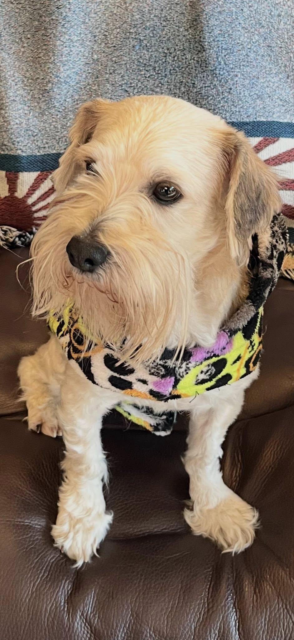 Enlarge Wally, a Adoptable Schnauzer in Dallas, TX image 2/3