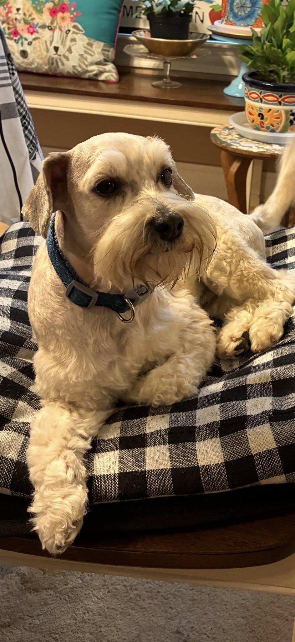 Enlarge Wally, a Adoptable Schnauzer in Dallas, TX image 3/3