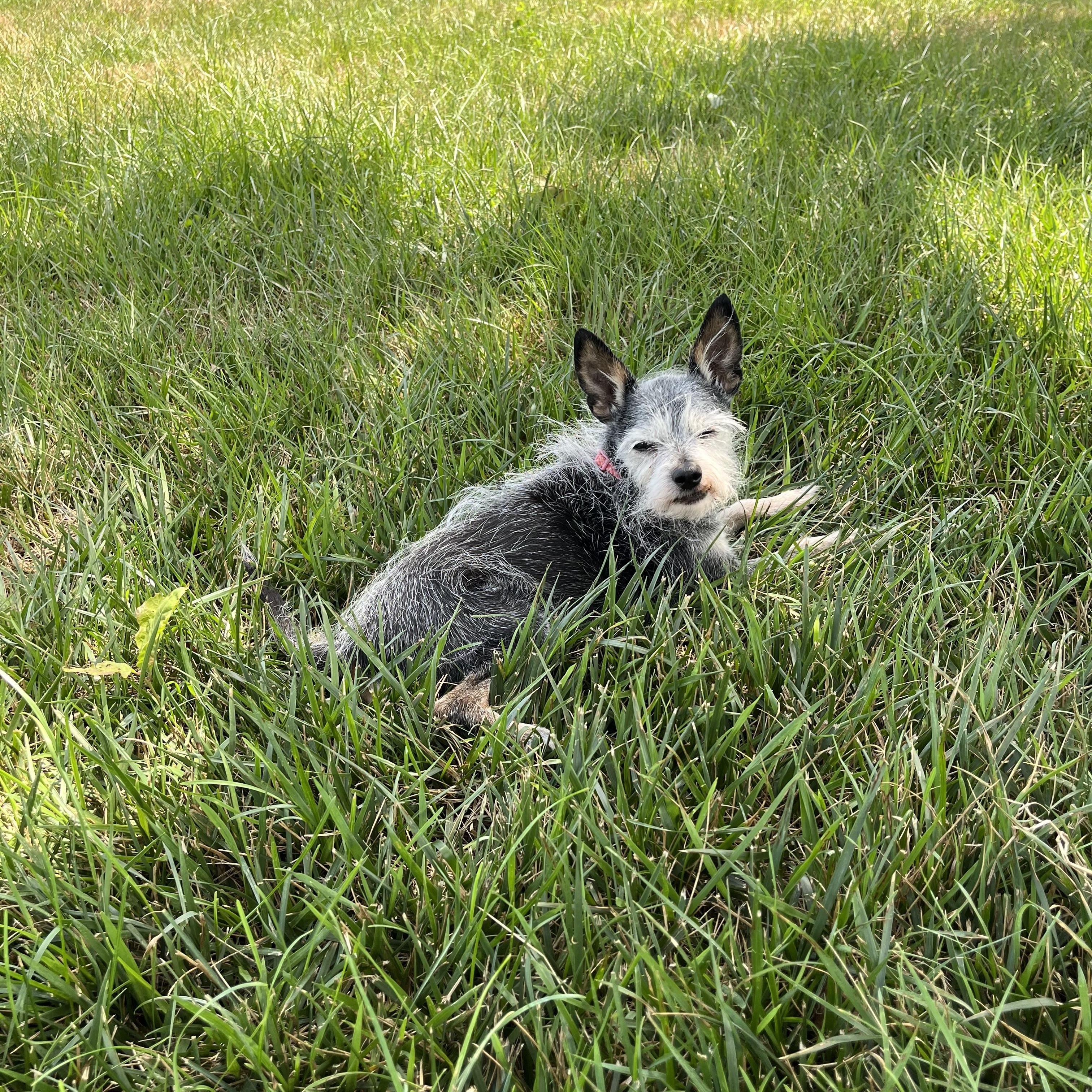 Bitty, ADOPTABLE, Senior Female Terrier & Chihuahua.