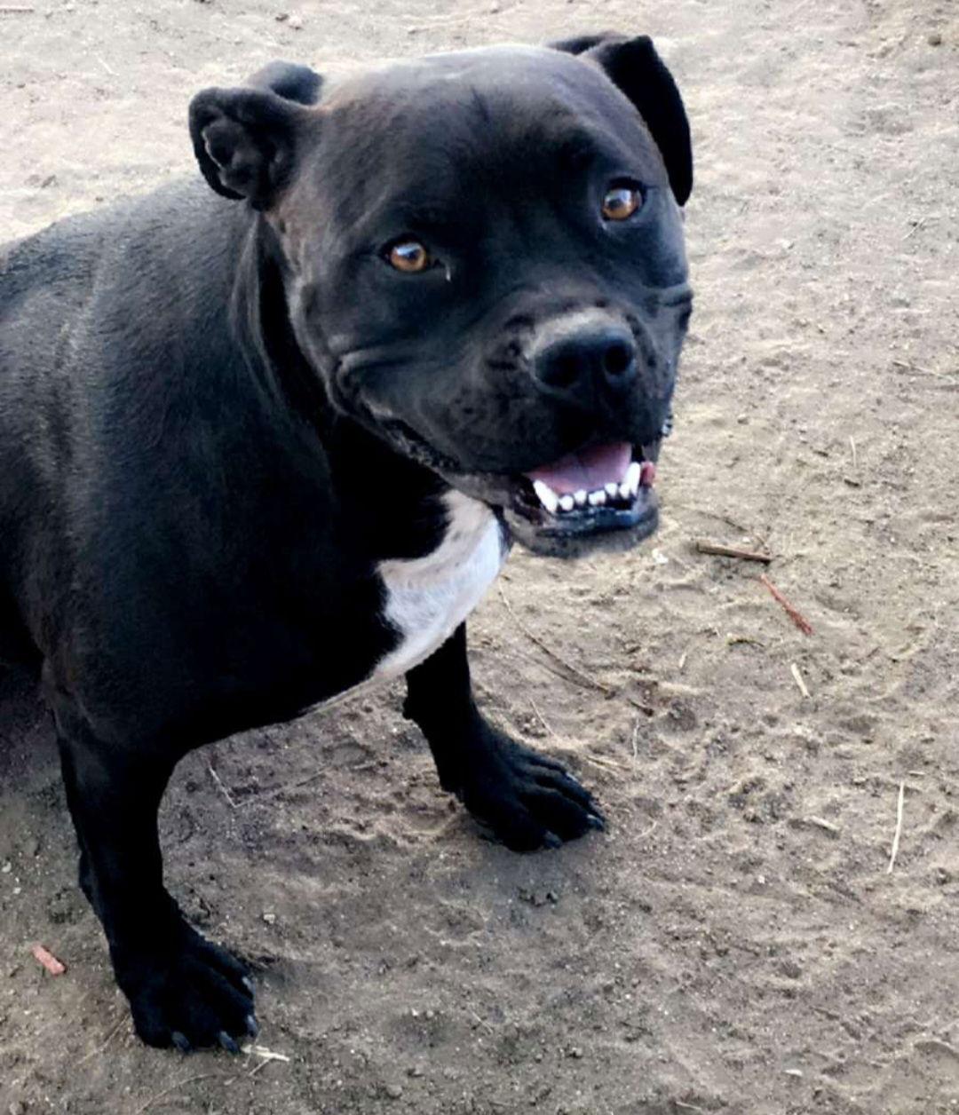 Peach, Adoptable, Adult Female Pit Bull Terrier.