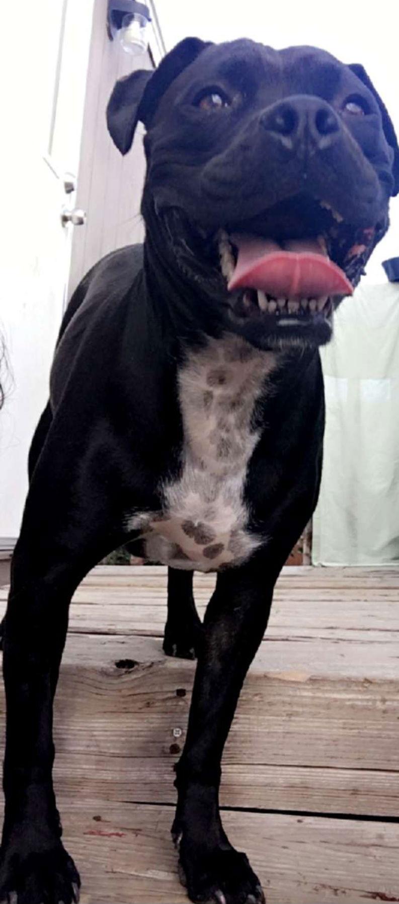 Peach, a Adoptable Pit Bull Terrier in Fort Collins, CO image 2/3