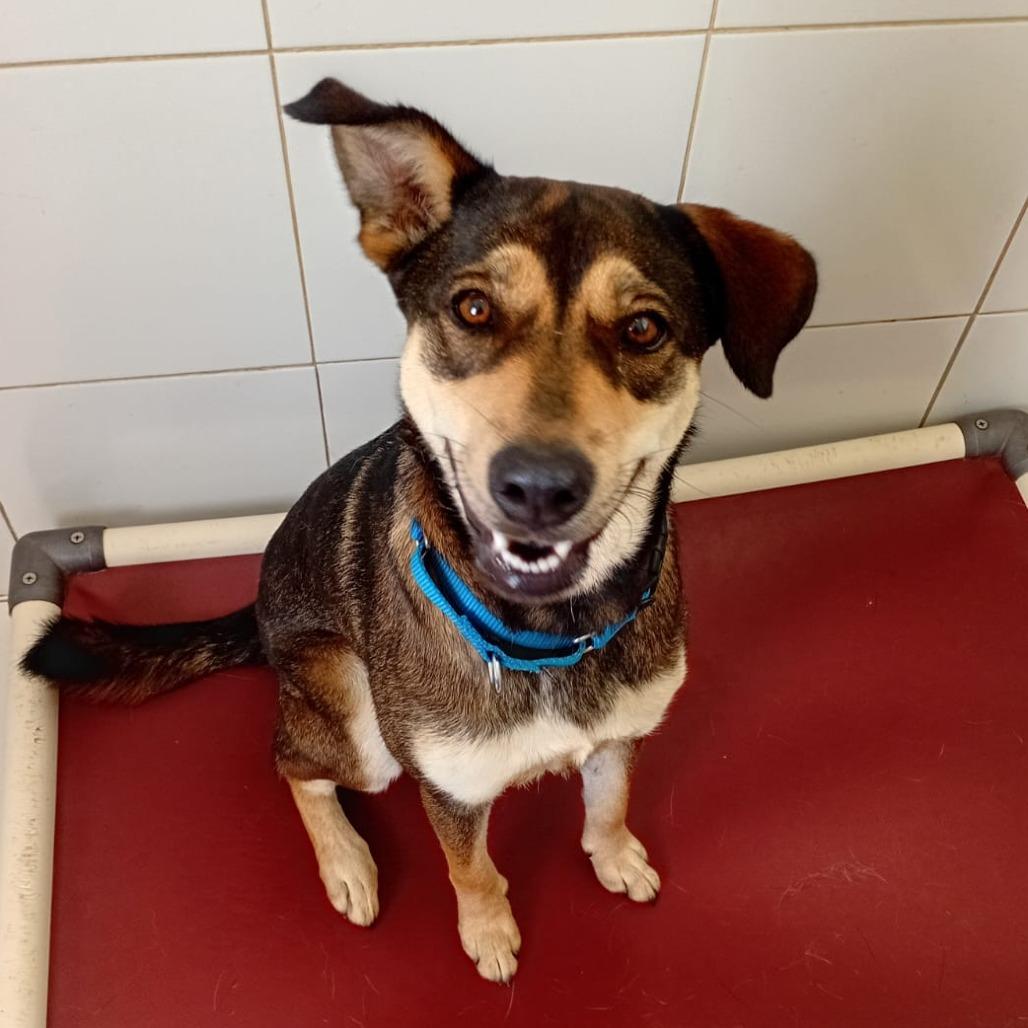 Enlarge Luna del Pilar, a Adoptable Mixed Breed in Vieques, PR image 1/4