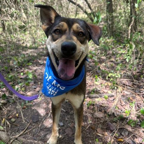 Enlarge Luna del Pilar, a Adoptable Mixed Breed in Vieques, PR image 2/4
