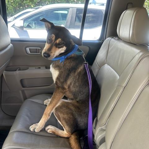 Enlarge Luna del Pilar, a Adoptable Mixed Breed in Vieques, PR image 3/4