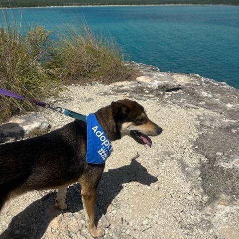 Enlarge Luna del Pilar, a Adoptable Mixed Breed in Vieques, PR image 4/4
