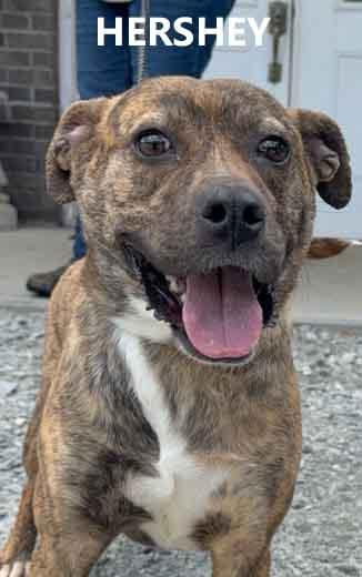 Hershey, ADOPTABLE, Young Female Labrador Retriever & Hound.