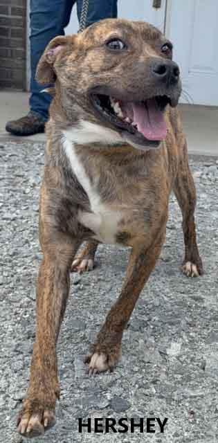 Enlarge Hershey, a ADOPTABLE mixed breed in Washington, GA image 3/4