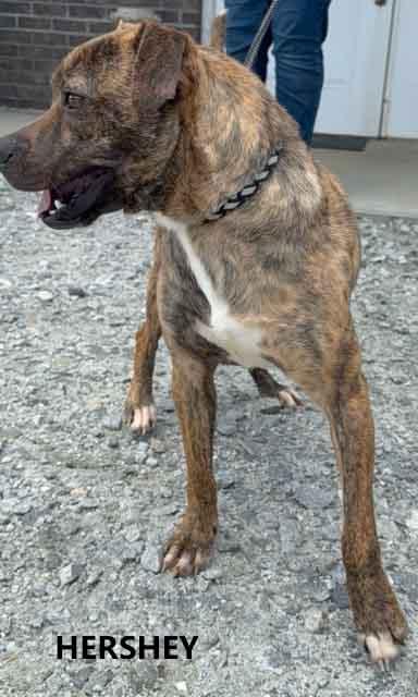 Enlarge Hershey, a ADOPTABLE mixed breed in Washington, GA image 4/4