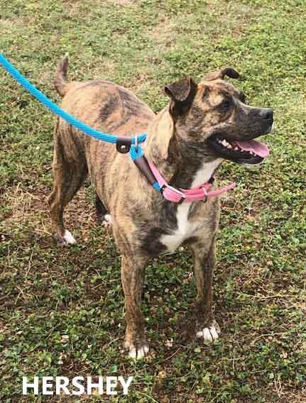 Enlarge Hershey, a ADOPTABLE mixed breed in Washington, GA image 3/3
