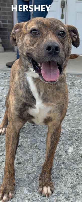 Enlarge Hershey, a ADOPTABLE mixed breed in Washington, GA image 2/4