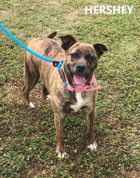Enlarge Hershey, a ADOPTABLE mixed breed in Washington, GA image 1/3