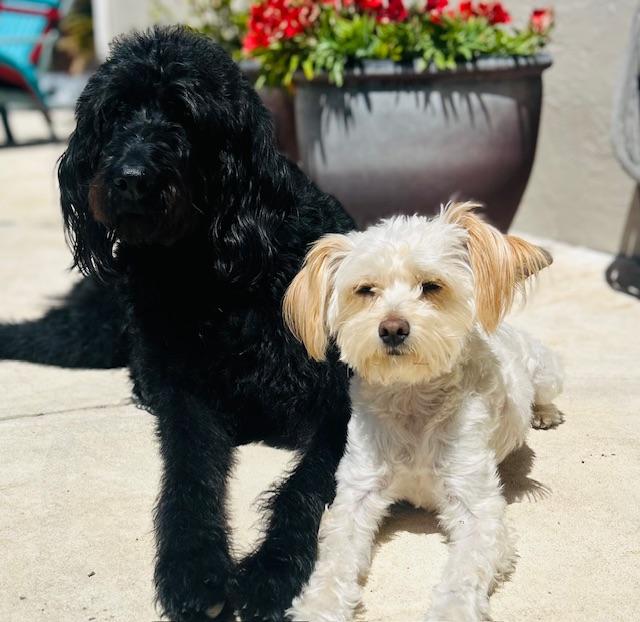 Sammy, Young Male Maltipoo