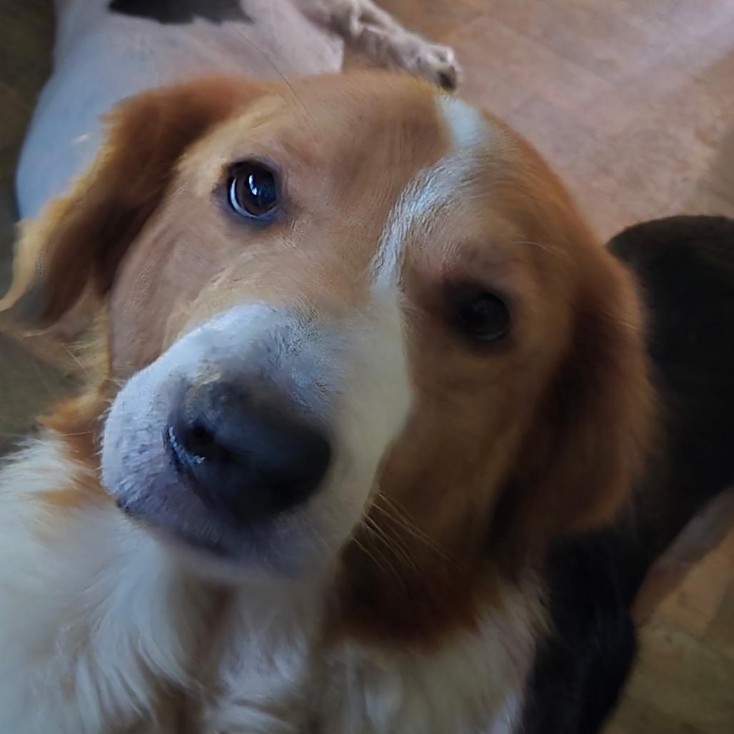 Brenda, Adoptable, Senior Female Shepherd & Shepherd.